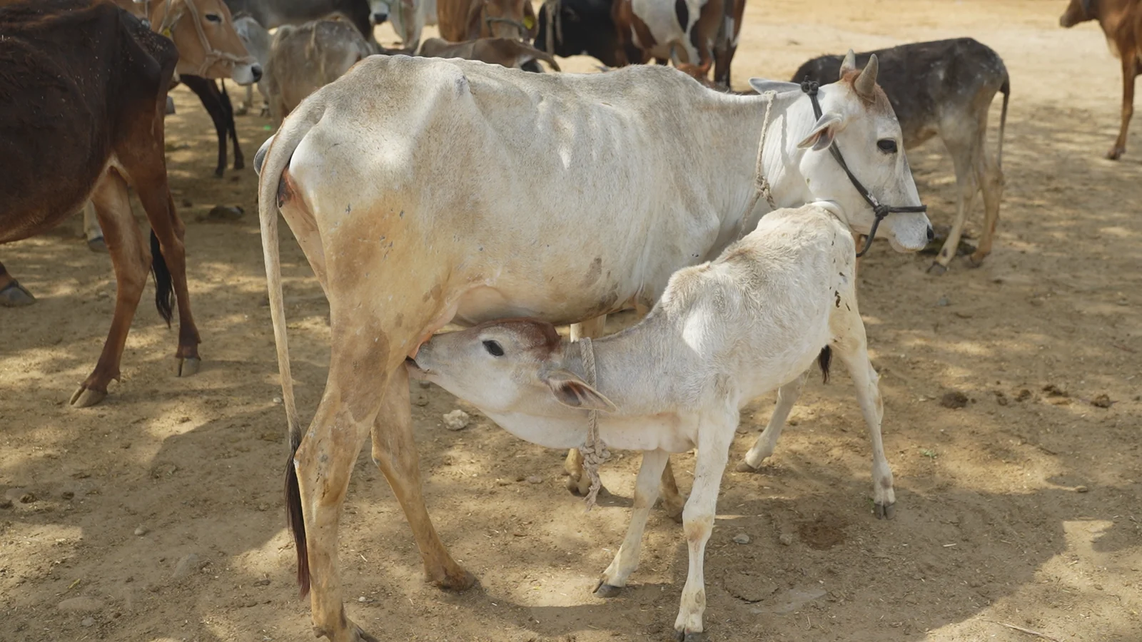 Gau Seva